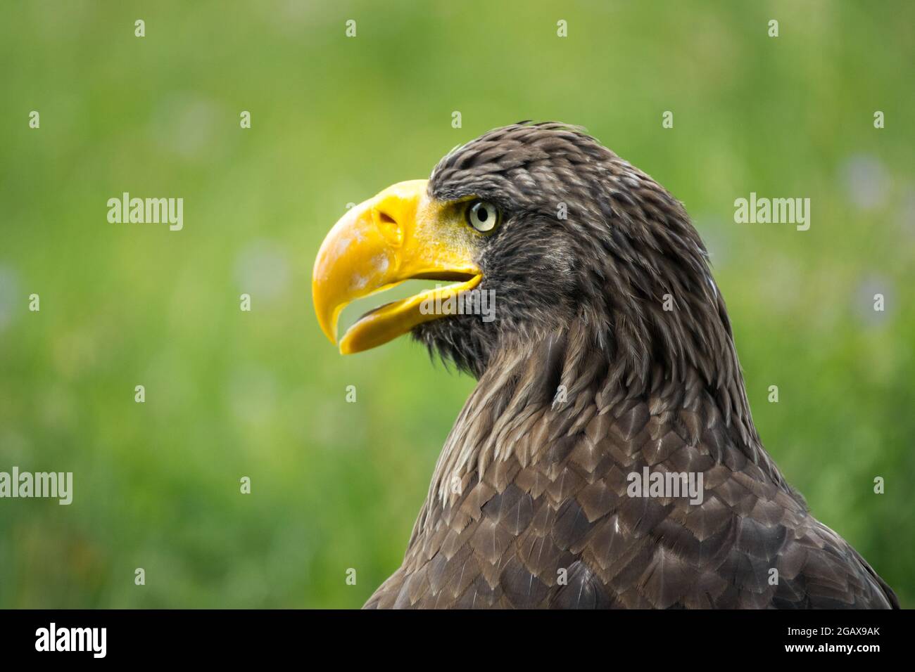 Vue latérale de l'aigle de mer de Steller Haliaeetus pelagicus beak jaune Banque D'Images