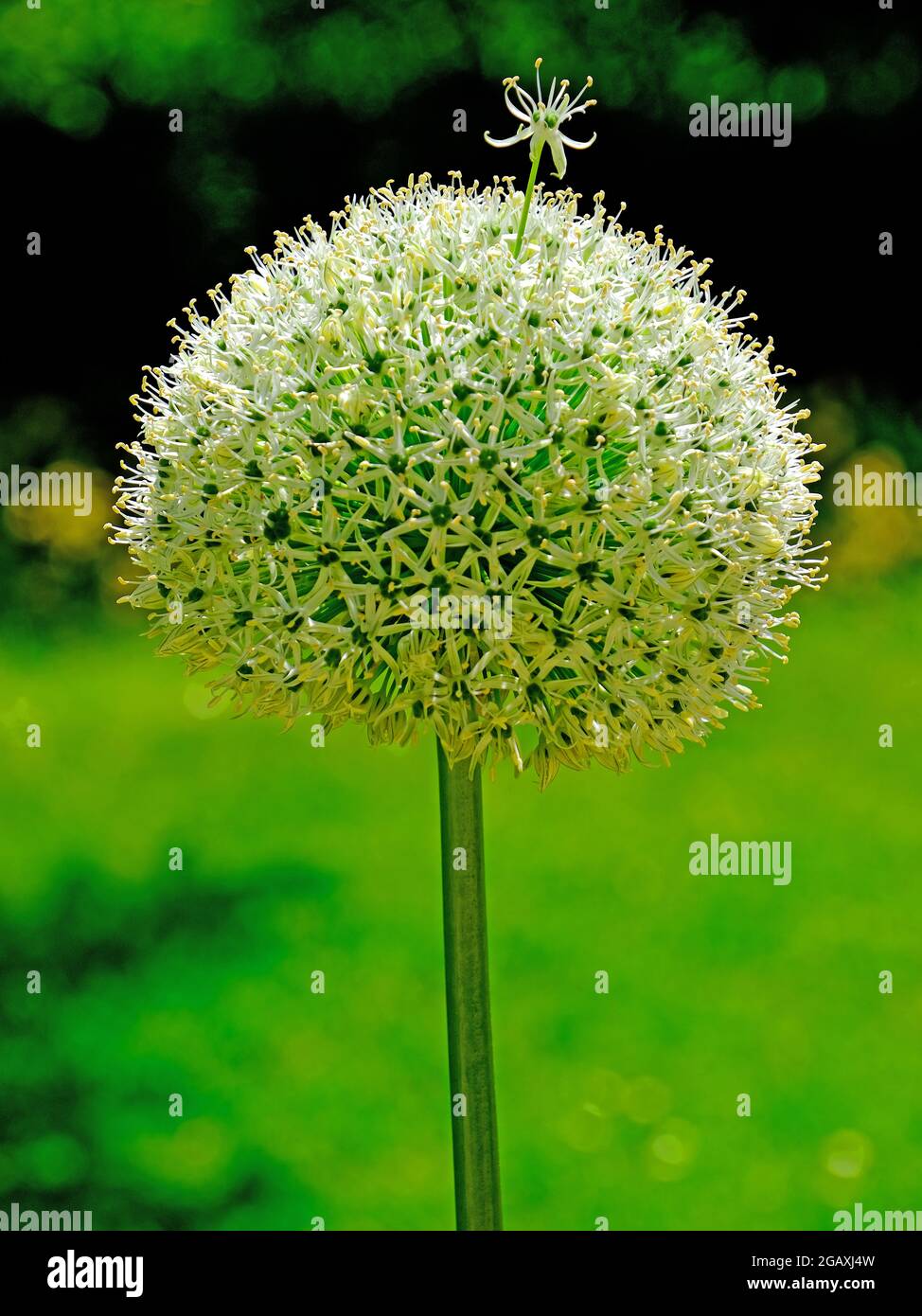 Tige simple jaune et blanche dépassant de la boule de fleur principale sur fond coupé Banque D'Images