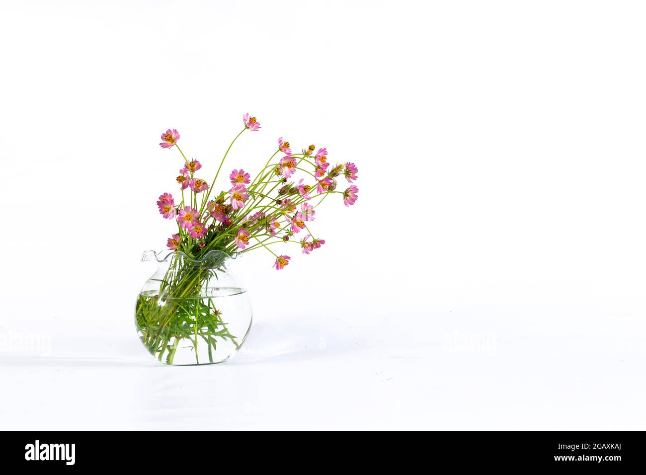 COSMOS capturé dans son habitat. Arrière-plan blanc Banque D'Images