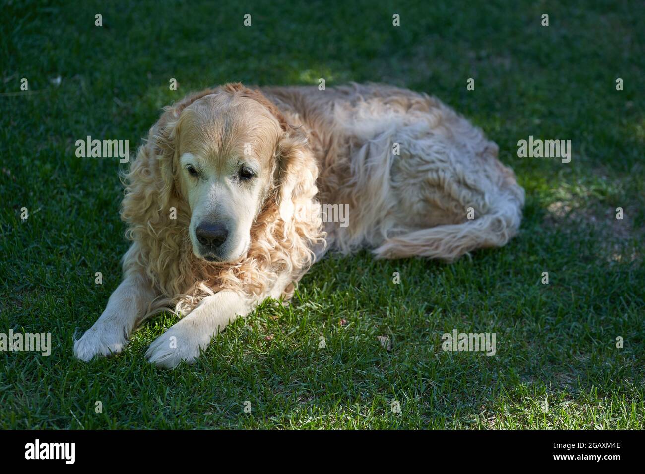 Un chien Labrador Retriever à poil dur se trouve sur une pelouse plate. Photo de haute qualité Banque D'Images