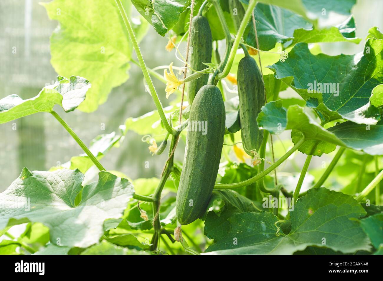 La croissance et la floraison des concombres de serre. Produits alimentaires biologiques en pleine croissance. Récolte de concombre. Photo de haute qualité Banque D'Images