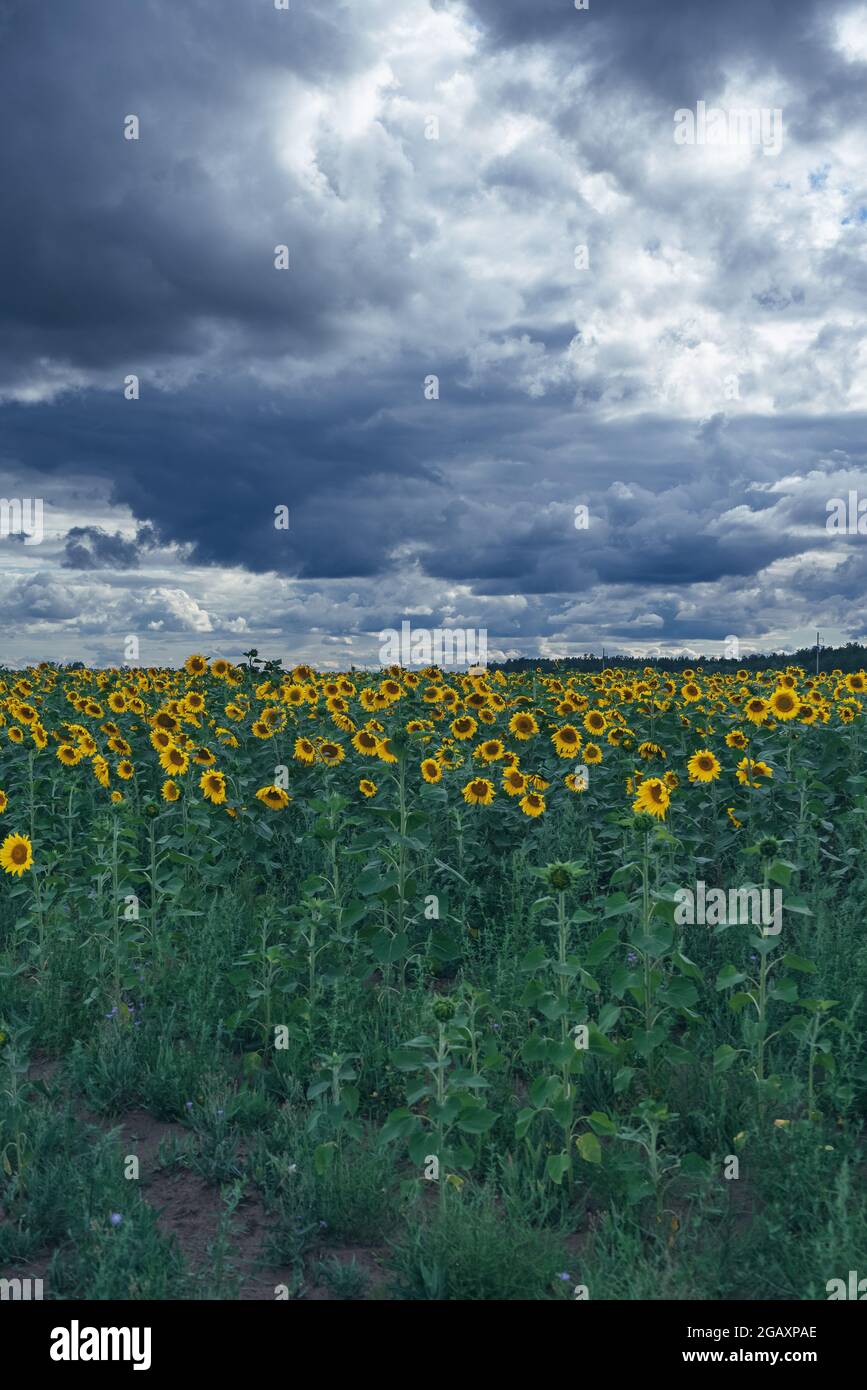 Ciel sombre et spectaculaire sur le champ des tournesols fleuris cultivés pour faire de l'huile dans Altai krai Banque D'Images