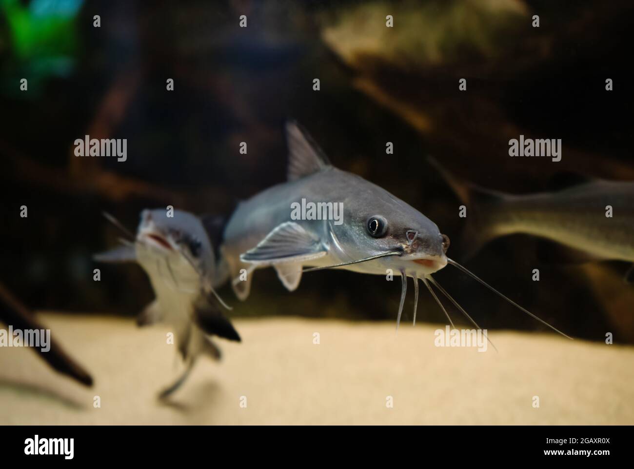 Image Drole De Souriant Poisson Chat De Mer De Guri Ou Genidens Genidens Photo Stock Alamy