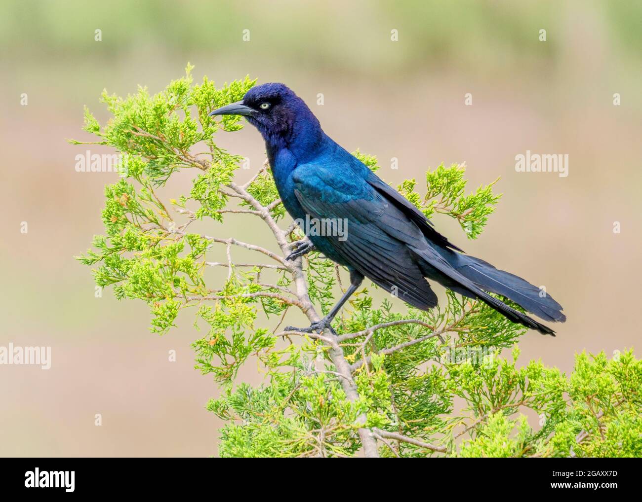 Grackle à queue de bateau, Quiscalus Major, perché sur un arbre, Ocean City, New Jersey, États-Unis. Banque D'Images