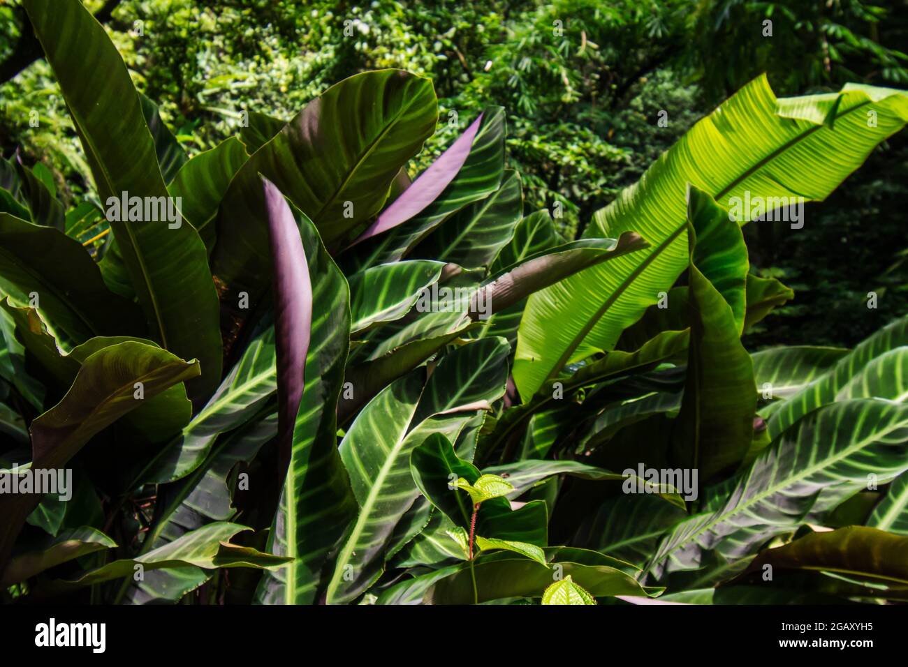 Plante à feuilles vertes de Calathea zebrina Banque D'Images