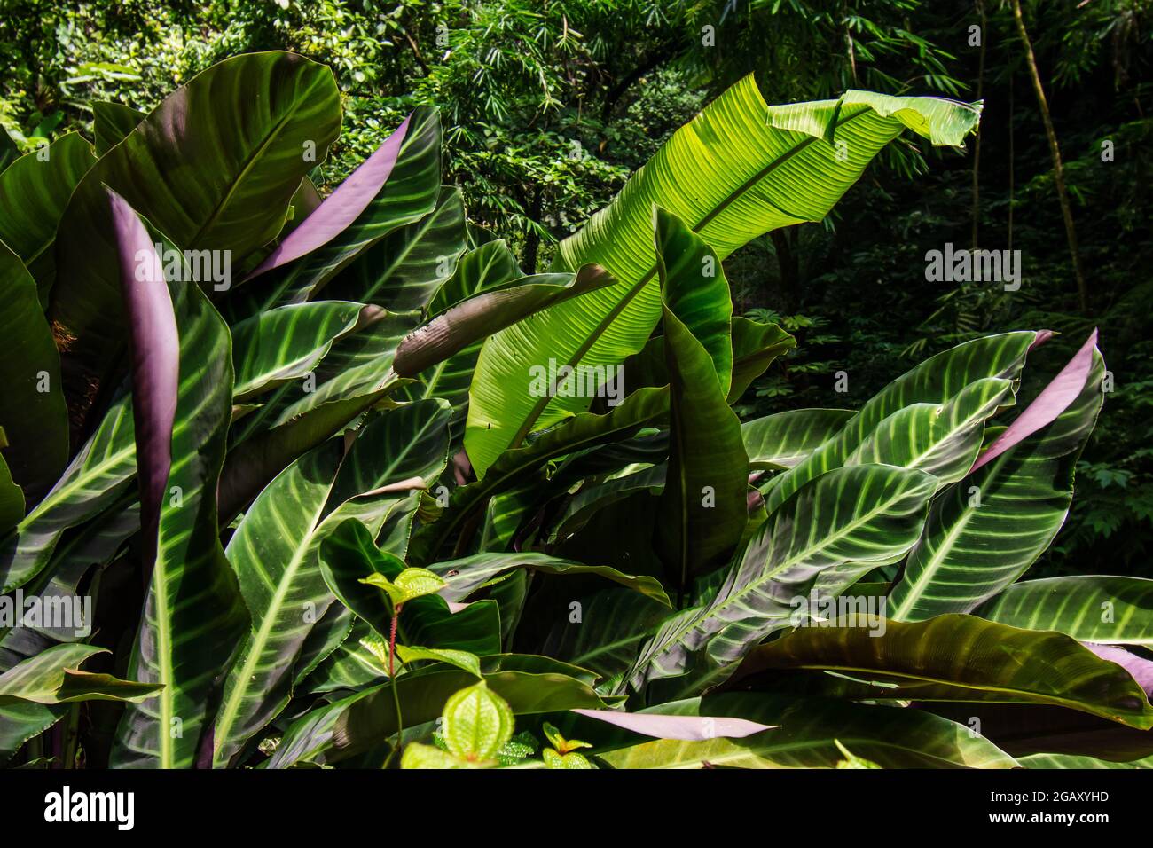 Plante à feuilles vertes de Calathea zebrina Banque D'Images