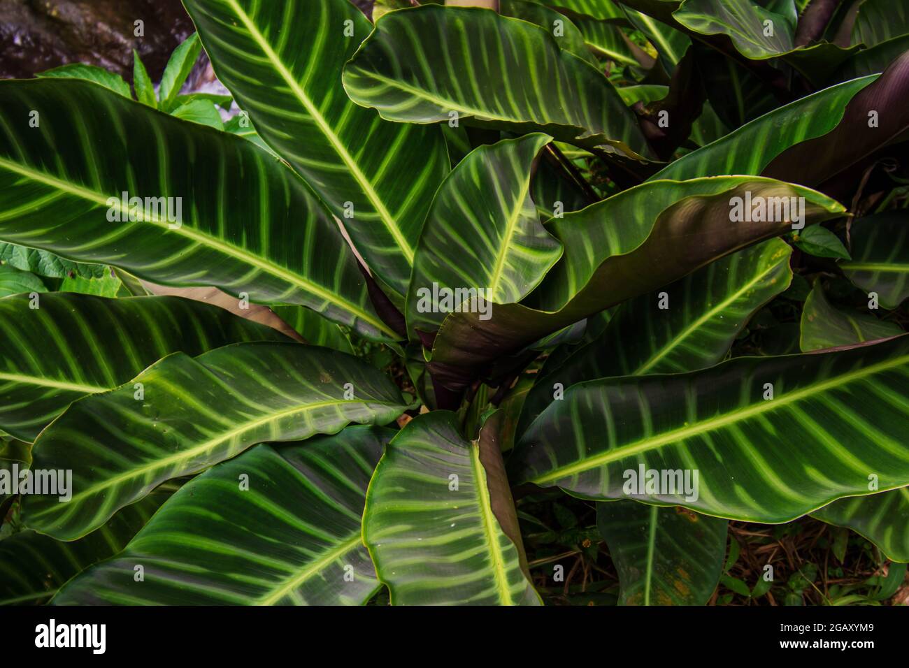 Plante à feuilles vertes de Calathea zebrina Banque D'Images