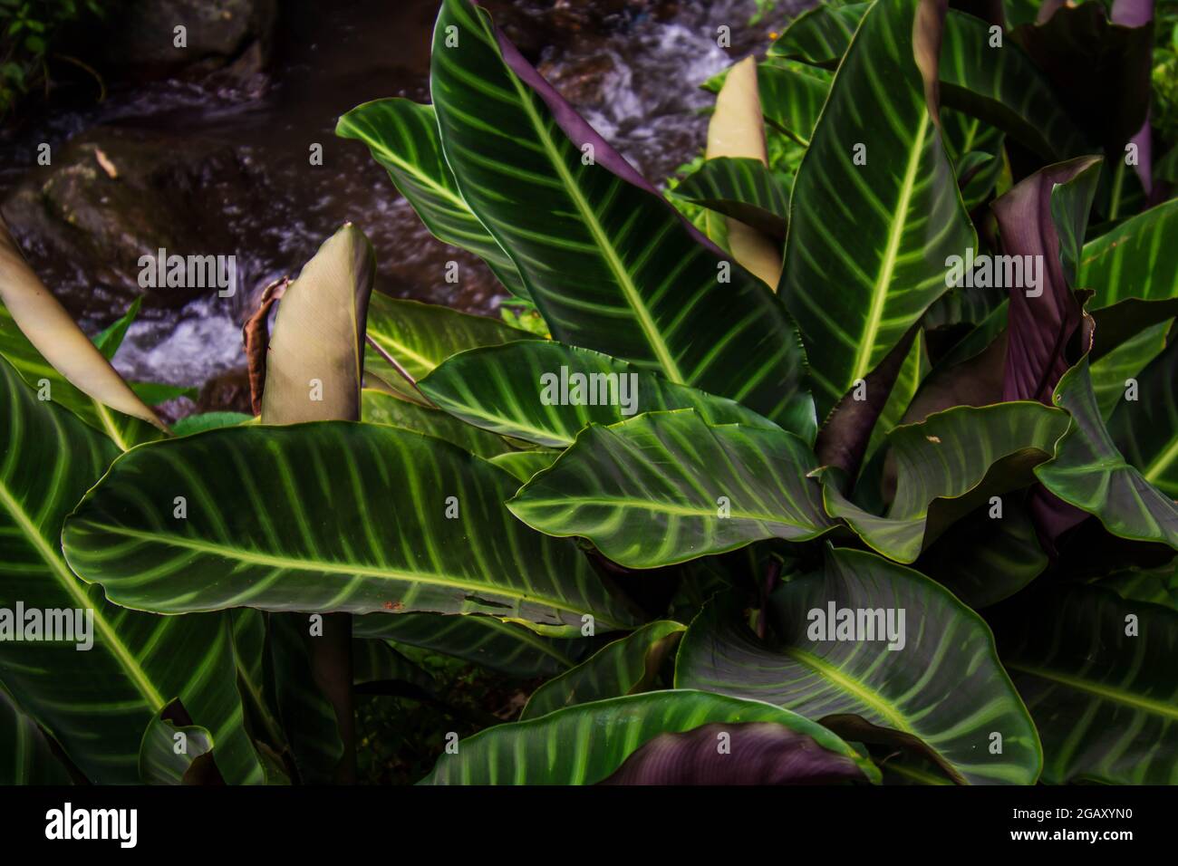 Plante à feuilles vertes de Calathea zebrina Banque D'Images