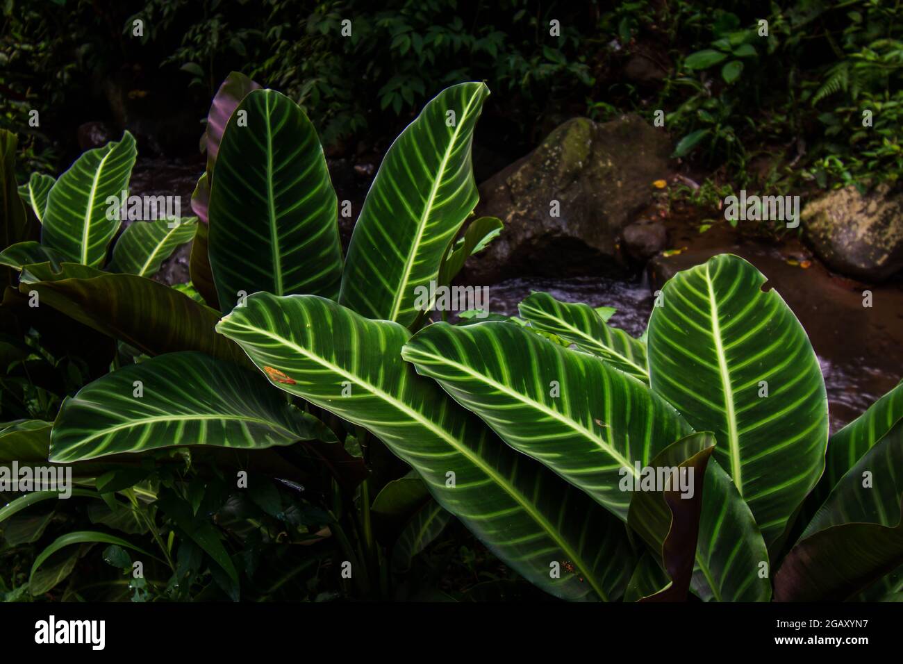 Plante à feuilles vertes de Calathea zebrina Banque D'Images