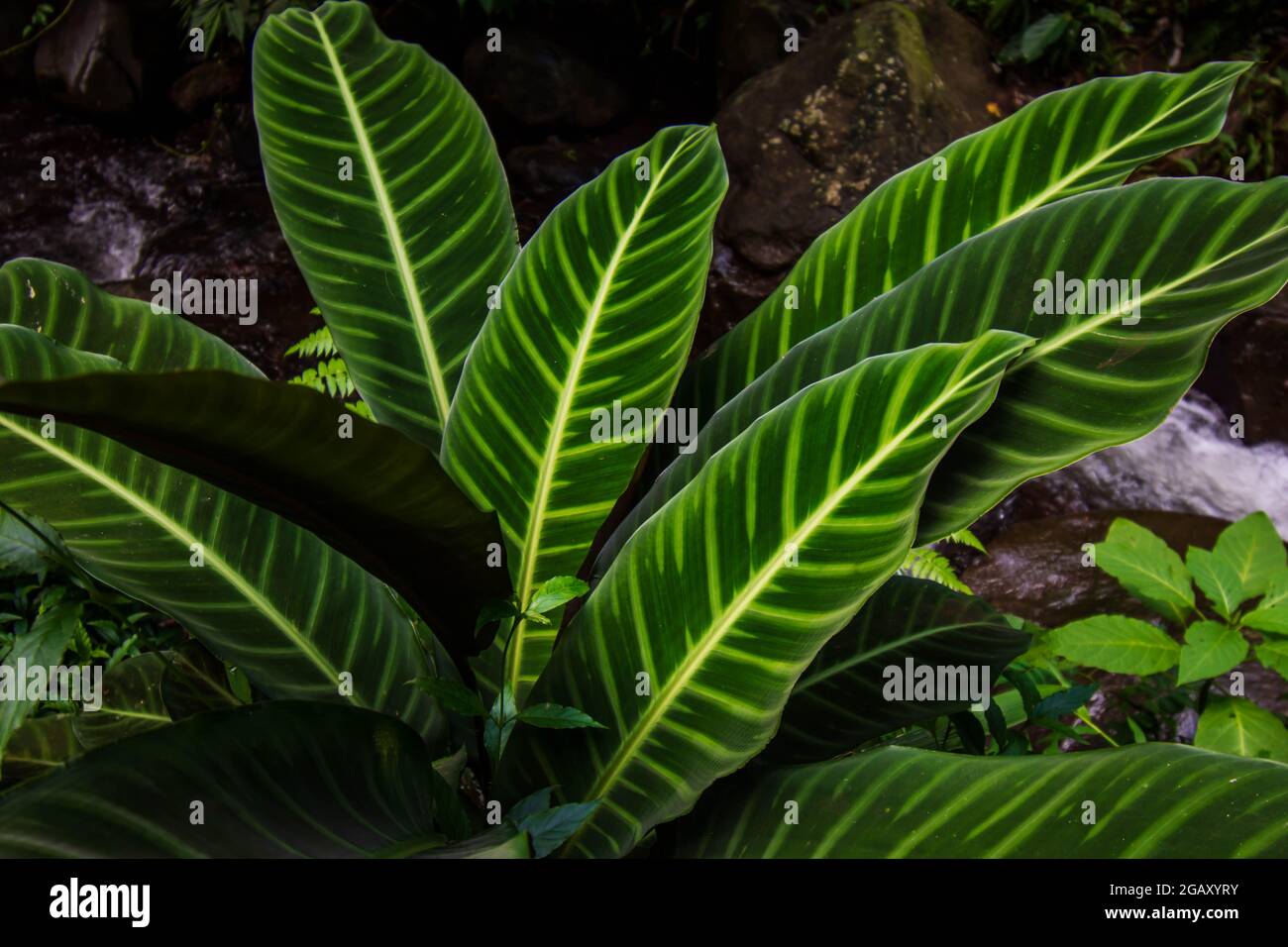 Plante à feuilles vertes de Calathea zebrina Banque D'Images