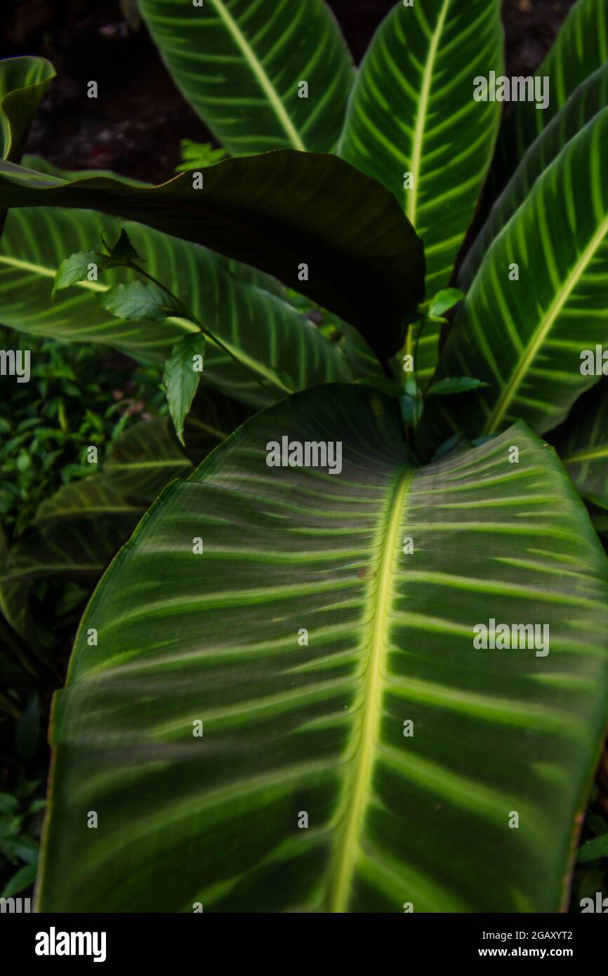 Plante à feuilles vertes de Calathea zebrina Banque D'Images