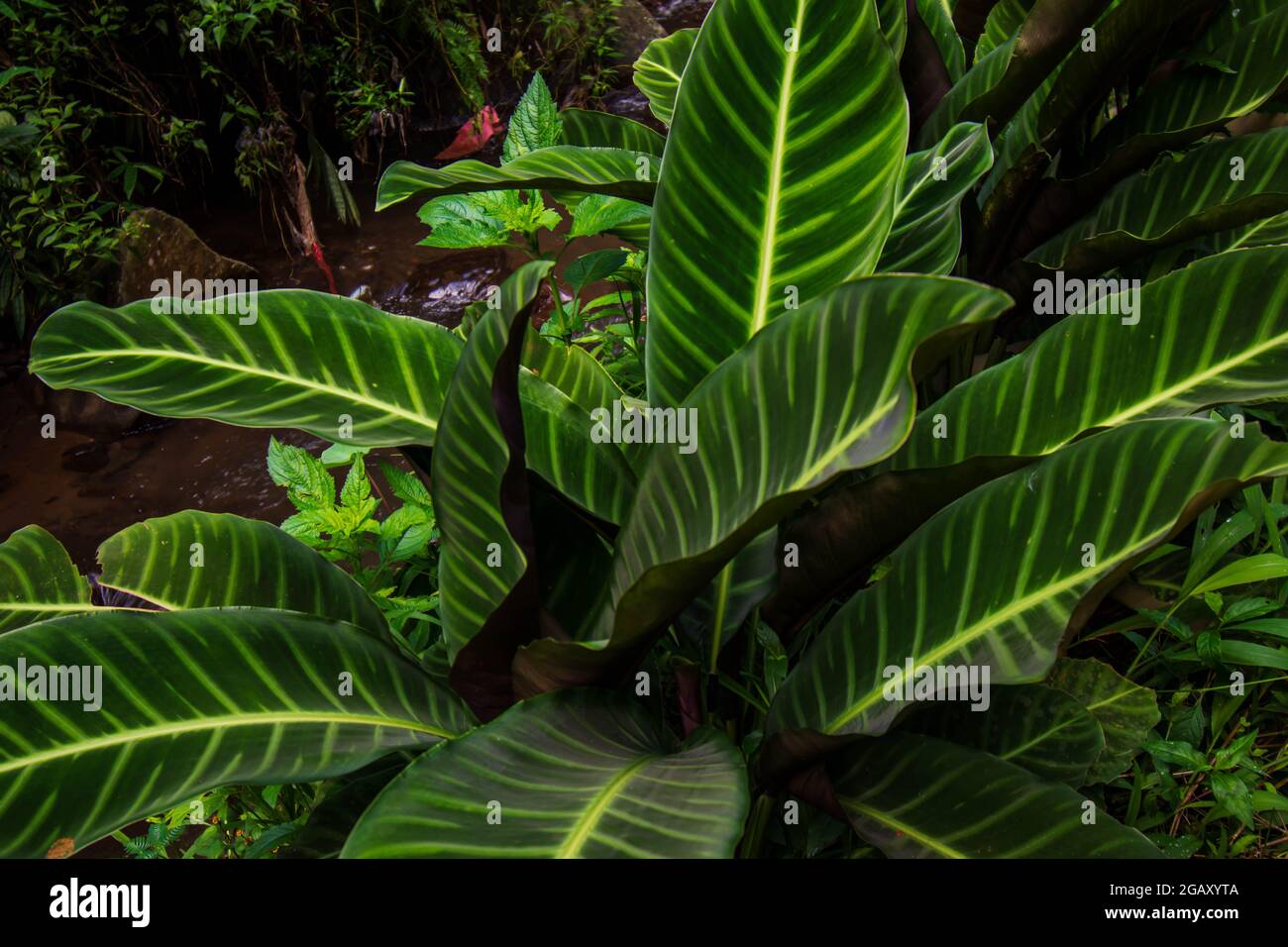 Plante à feuilles vertes de Calathea zebrina Banque D'Images