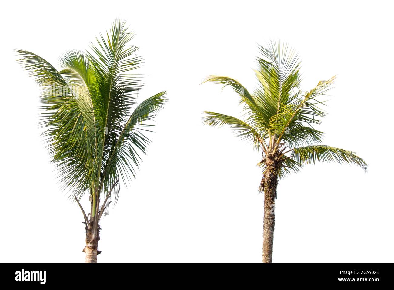 Cocotiers et palmiers arbre isolé sur fond blanc, la collection d'arbres.les grands arbres poussent en été Banque D'Images