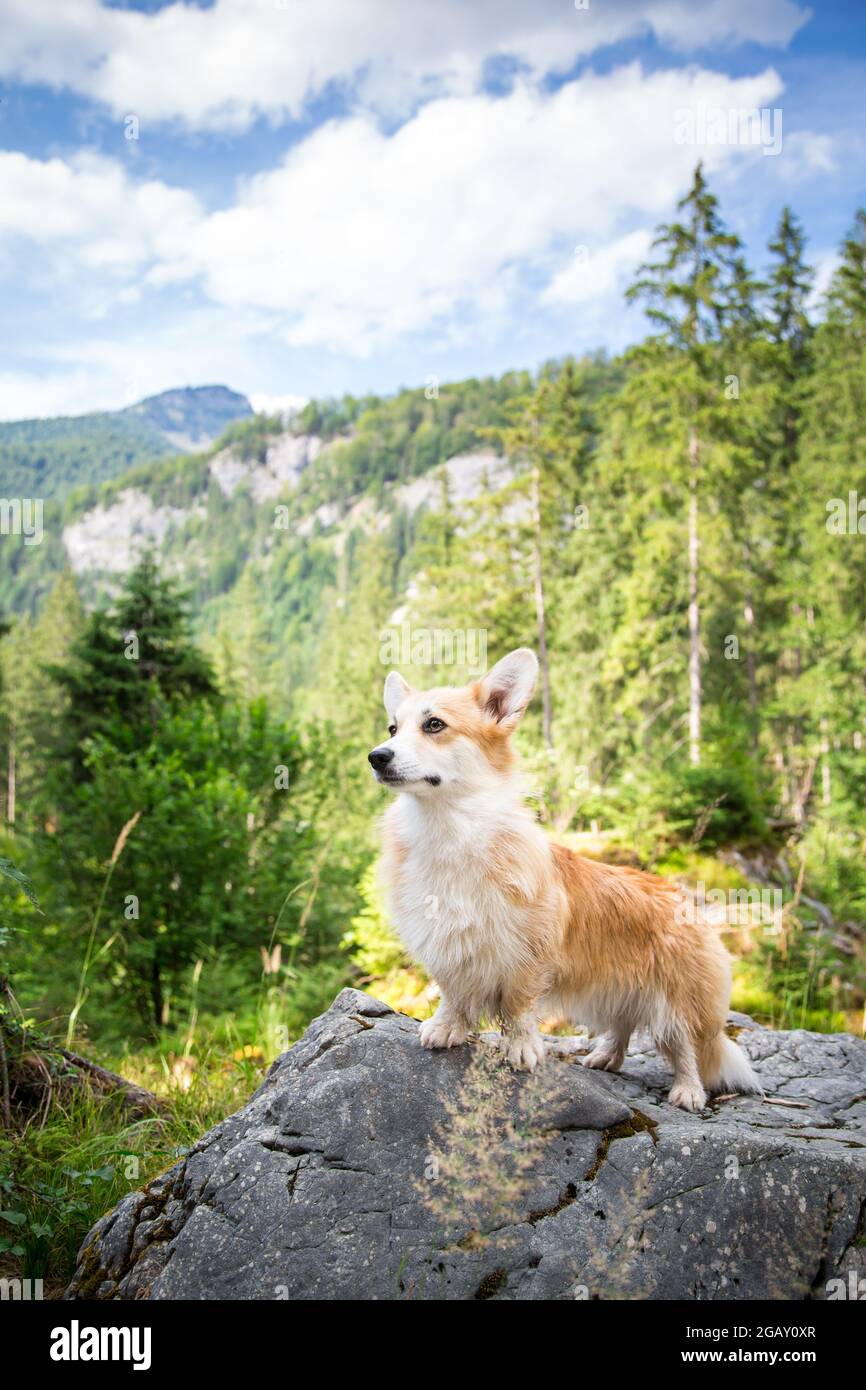 Corgi gallois en voyage dans les alpes (Grünau im Almtal, haute-Autriche) Banque D'Images