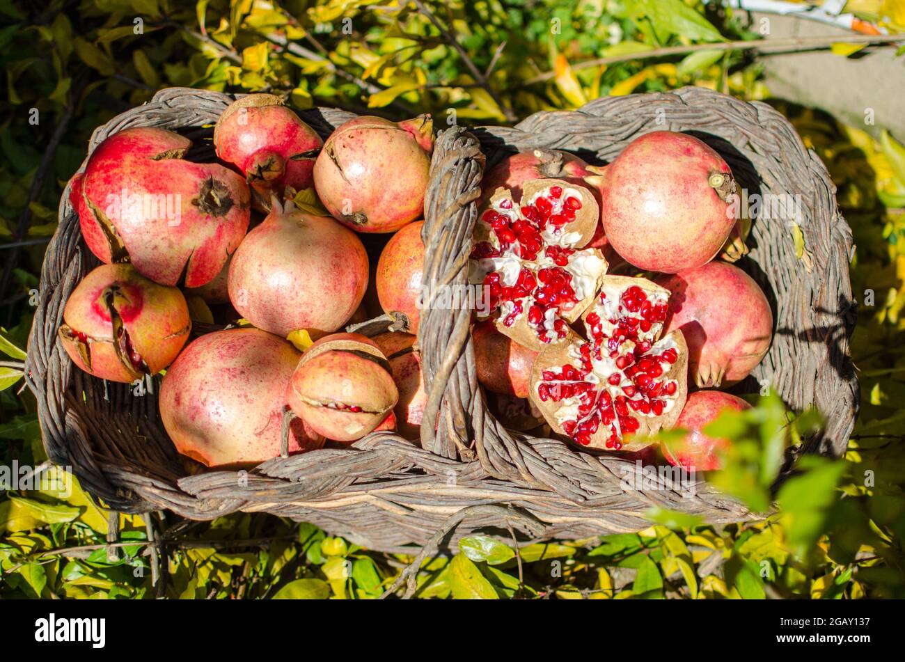 grenade dans un panier en osier, bon fruit. Bonne nourriture pour la santé, vitamine et sel supplément de minéraux. Banque D'Images