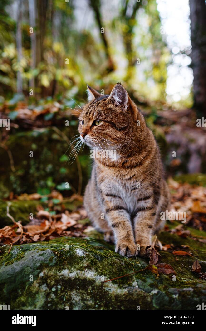 Un Chat Tabby Siberien Explorant La Foret D Automne Sombre Caractere Feerique De La Foret D Automne Photo Stock Alamy