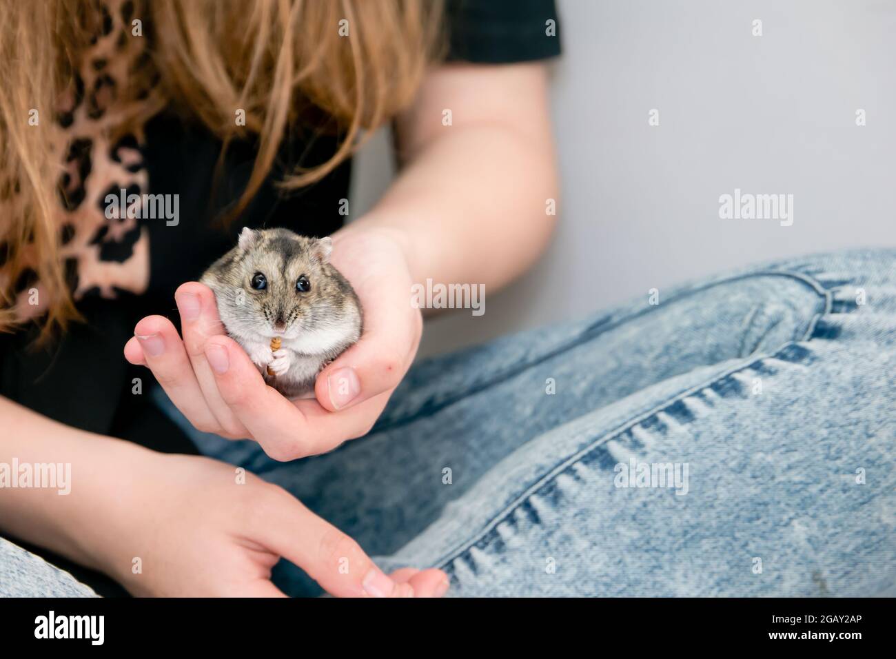 Agouti couleur hiver blanc nain animal hamster manger un mealworm et être tenu dans une main Banque D'Images