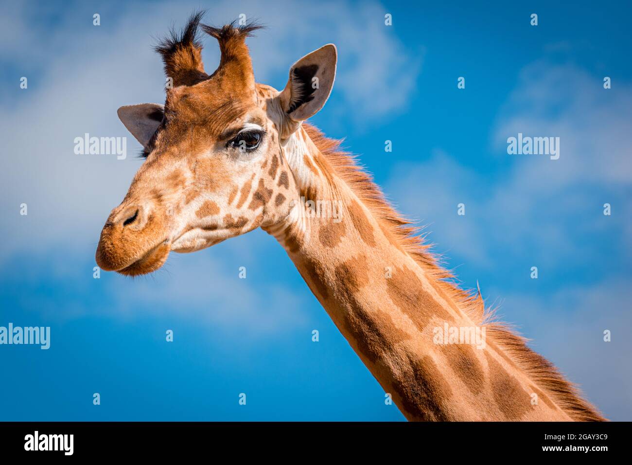 Gros plan sur la tête d'une girafe contre le ciel Banque D'Images