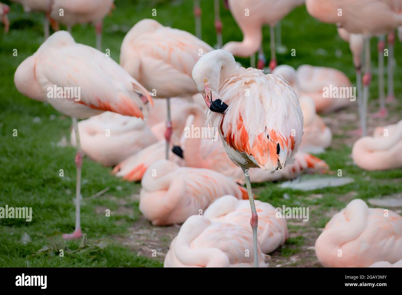 Un flamant chilien toilettant des plumes roses dans un flamboyance Banque D'Images