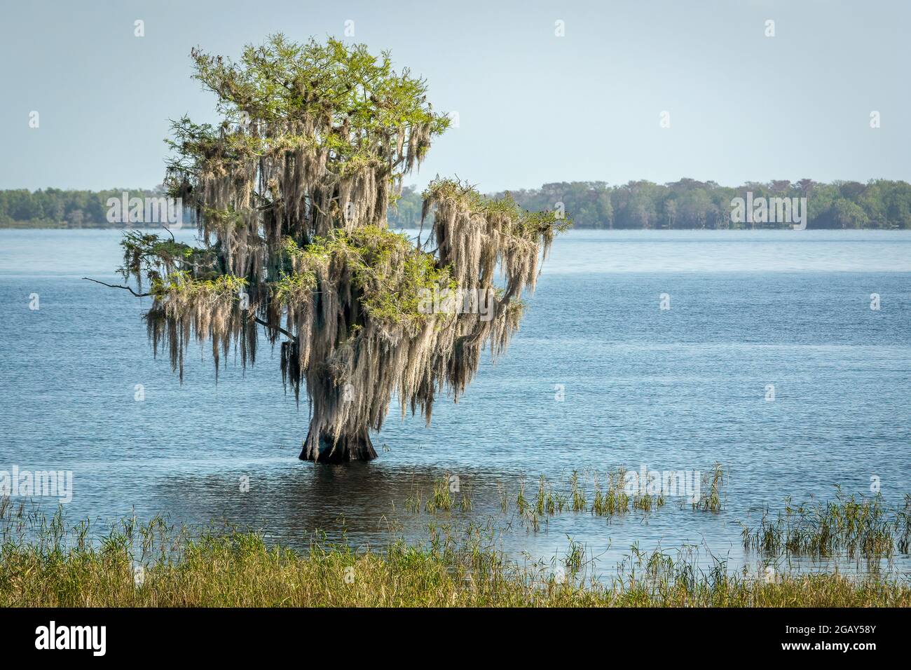 Un arbre recouvert de mousse espagnole debout seul dans le lac Blue Cypress en Floride. Banque D'Images