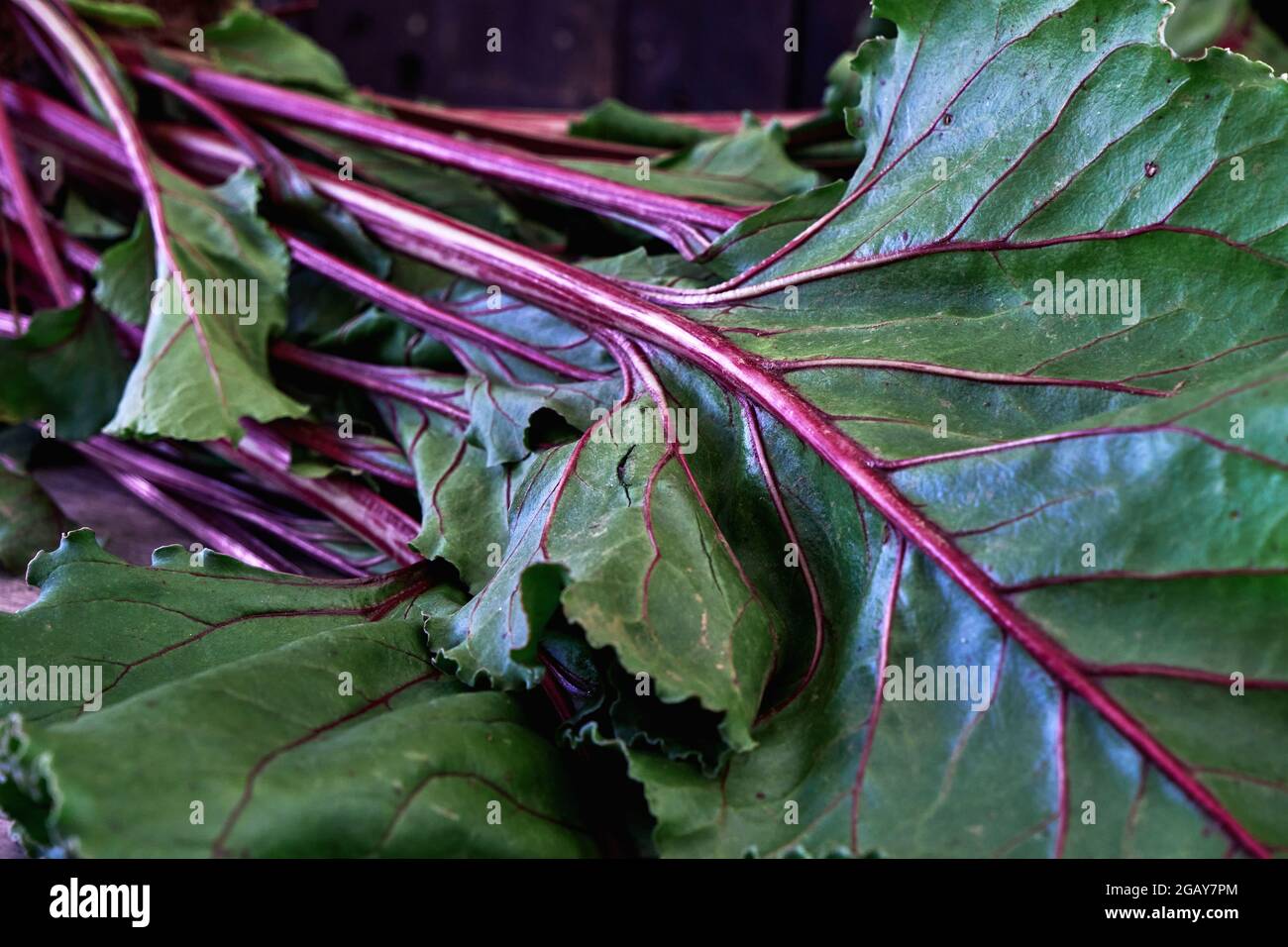 Bêta vulgaris rouge betteraves vertes feuilles comestibles avec tiges de couleur betanin Banque D'Images