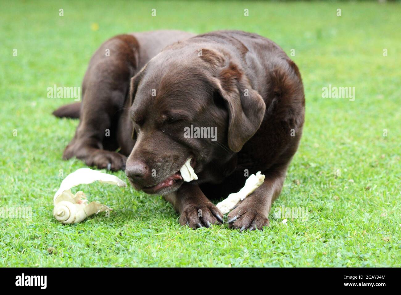 Mastication au chocolat et au Labrador Banque D'Images