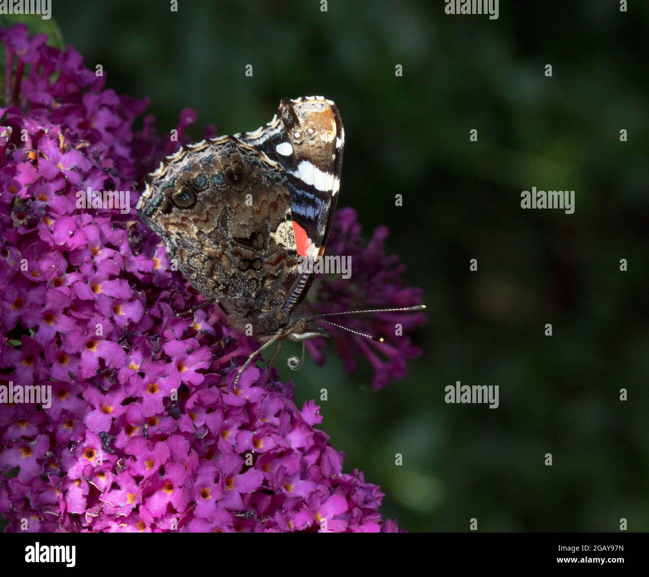 L'amiral rouge papillon sur Buddleia Violet Banque D'Images