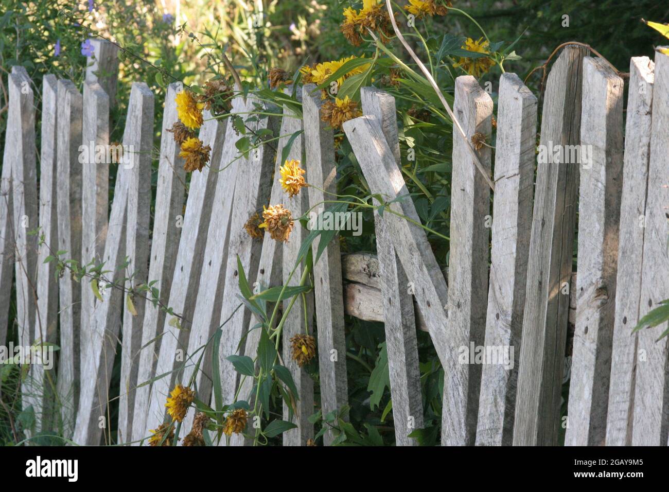 Vieille clôture, vieille clôture dans la campagne, clôture en bois, campagne, Banque D'Images