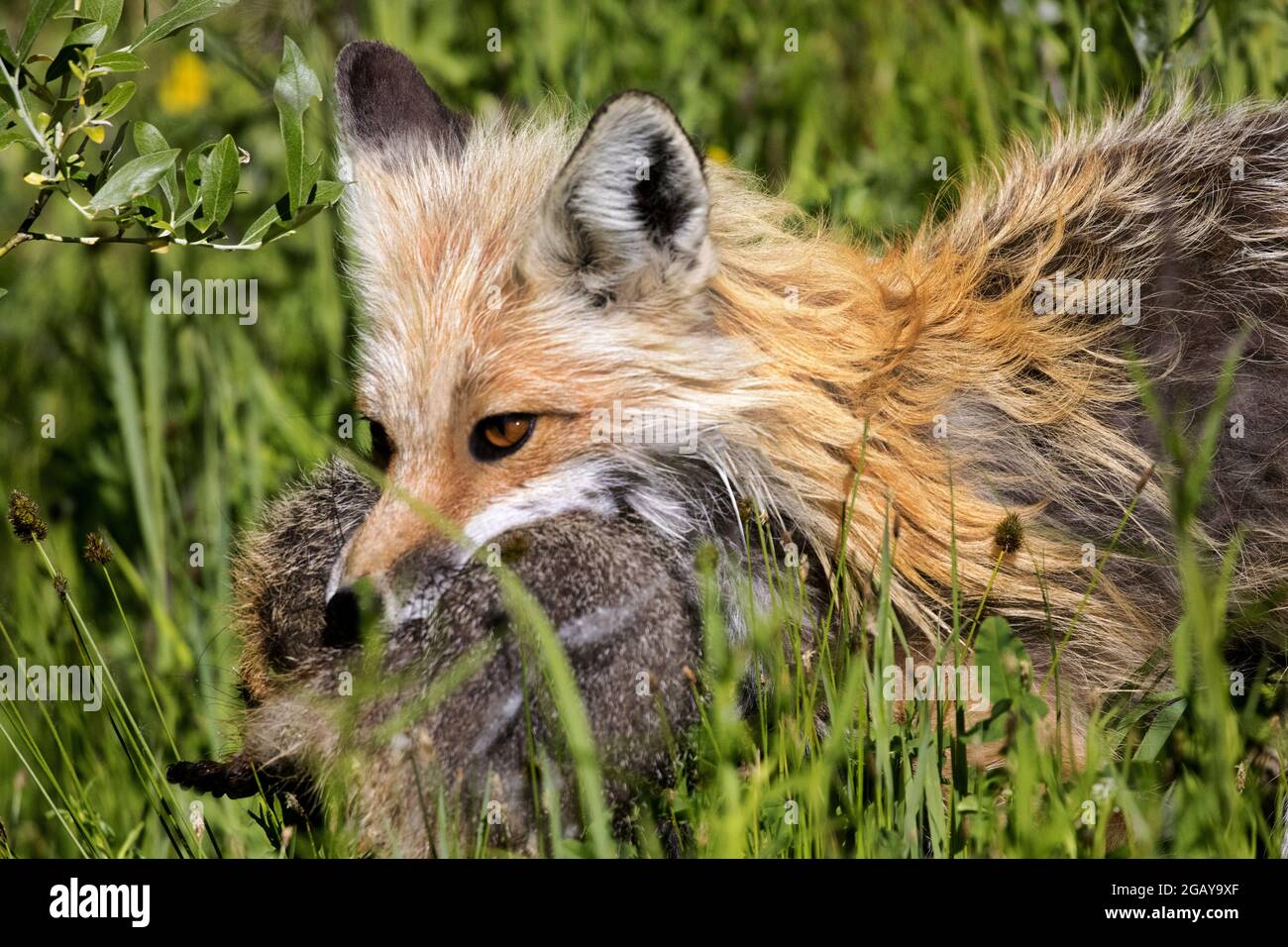 Le renard rouge avec une proie dans ses mâchoires se dresse iin herbes humides après une chasse réussie dans la forêt nationale de Shoshone, qui fait partie de la réserve de Timberland de Yellowstone Banque D'Images