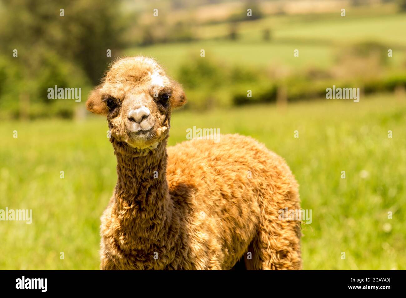 Bebe Alpaga Mignon Jeune Alpaca Llama A La Ferme Photo Stock Alamy Bebe Alpaga Mignon Jeune Alpaca Llama A La Ferme Photo Stock Alamy