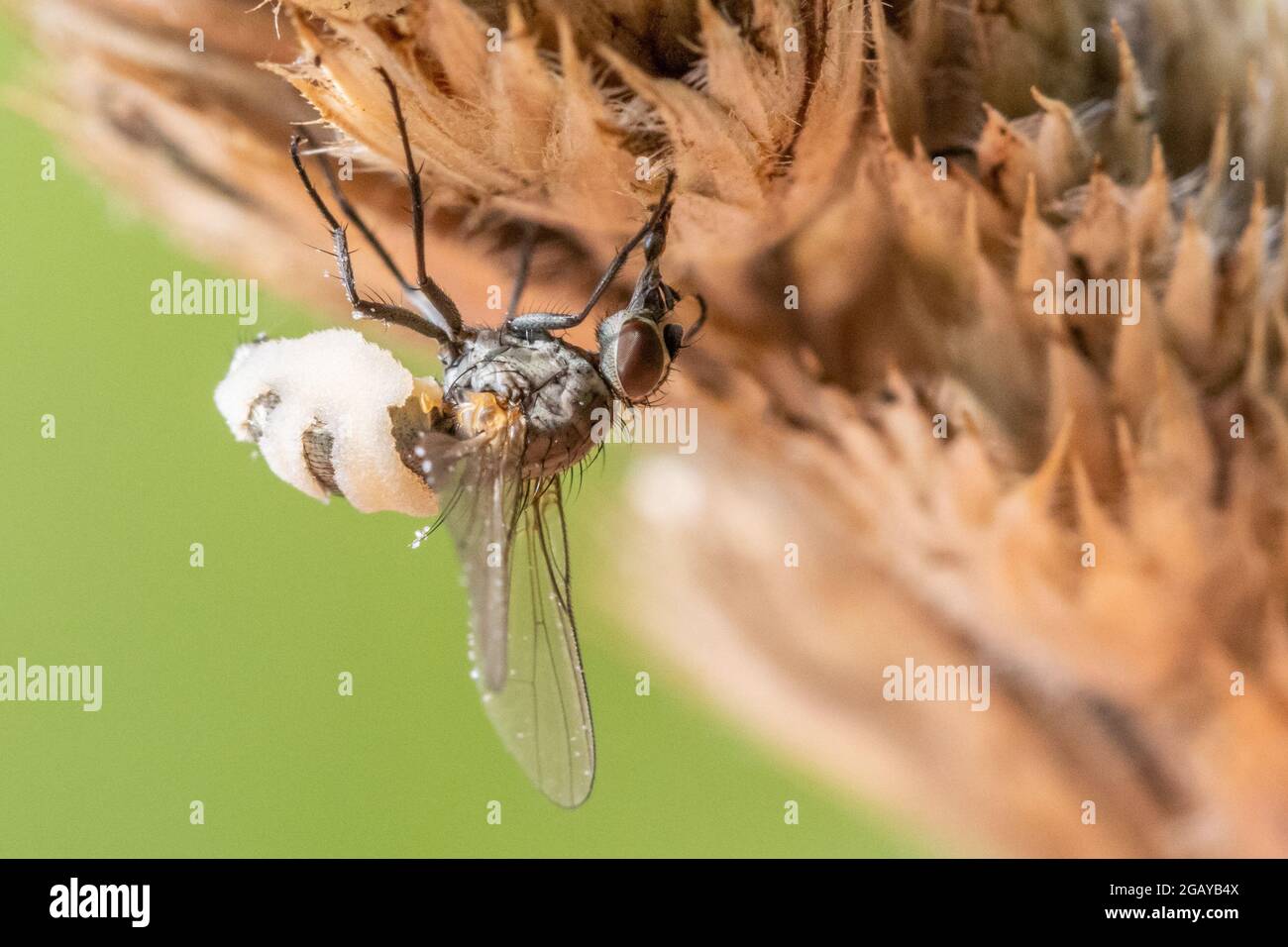 Faune du Royaume-Uni : la mouche est attaquée par le champignon Entomophthora, horrible et parasite, qui l'a mummifié et contrôle maintenant le cerveau de la mouche Banque D'Images