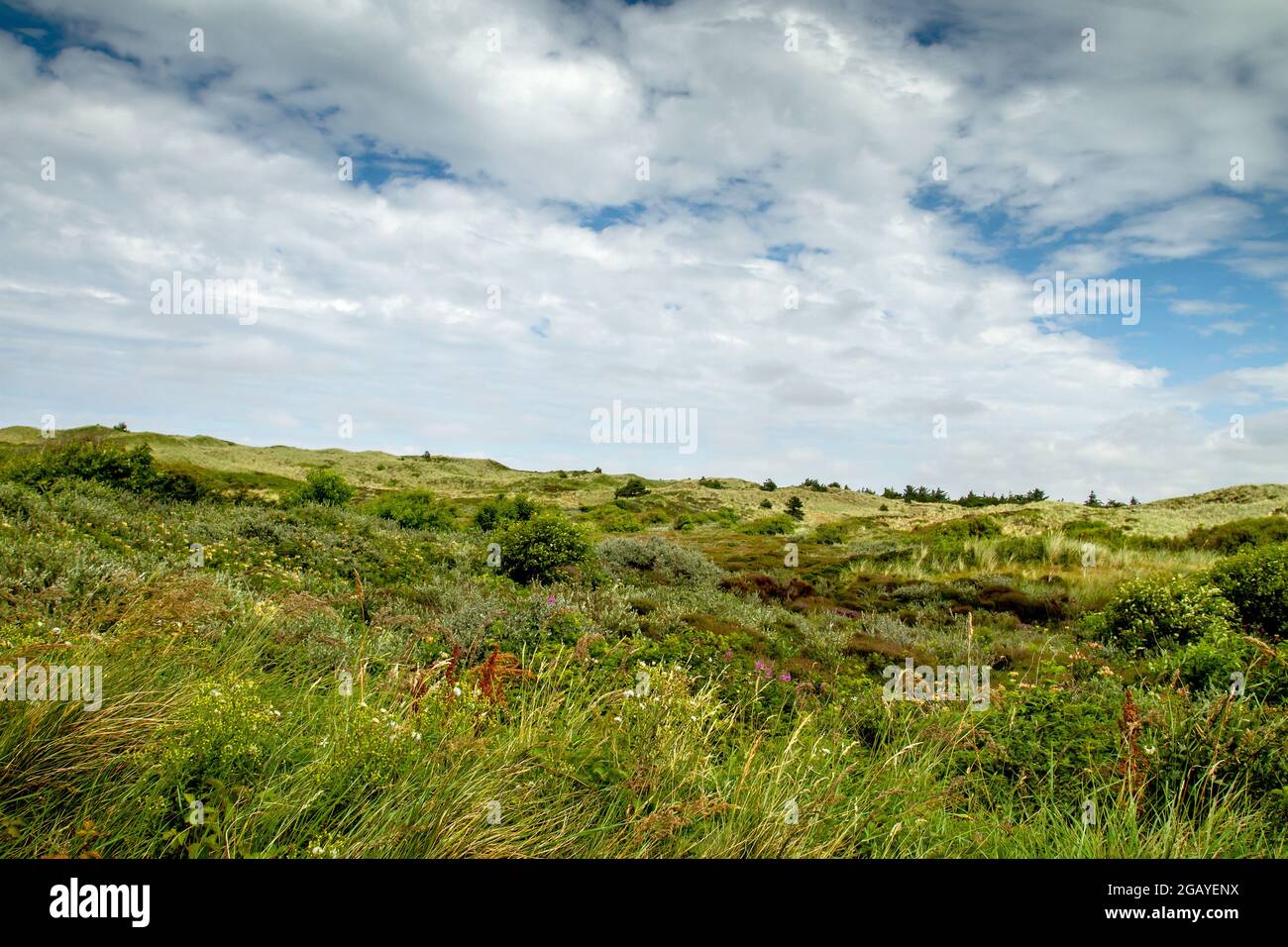 Paysage des dunes du parc national de Texel, îles frisonnes Banque D'Images