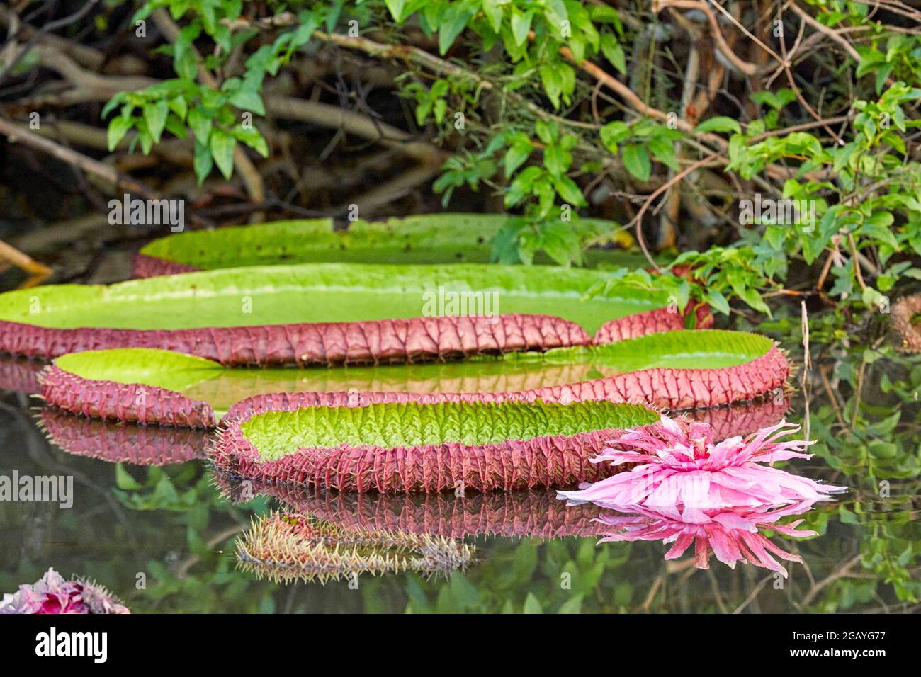 Victoria Amazonica Amazone Lily Royal Water Lily Victoria Lily Giant Water Lily Rupununununununununi River Oxbow Lake en Guyane Amérique du Sud Banque D'Images