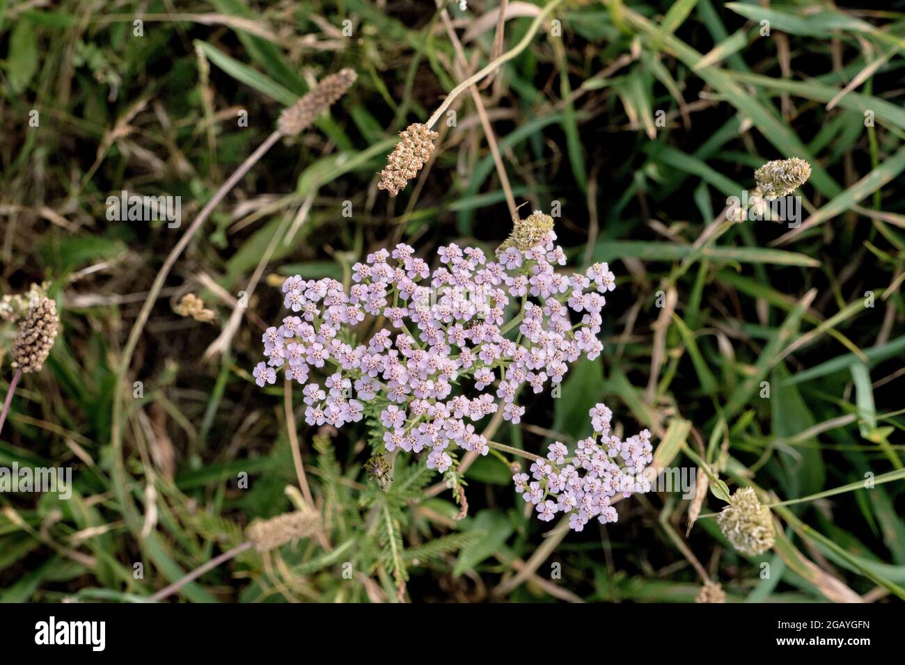 Yarrow fleurs rose pâle gros plan Banque D'Images