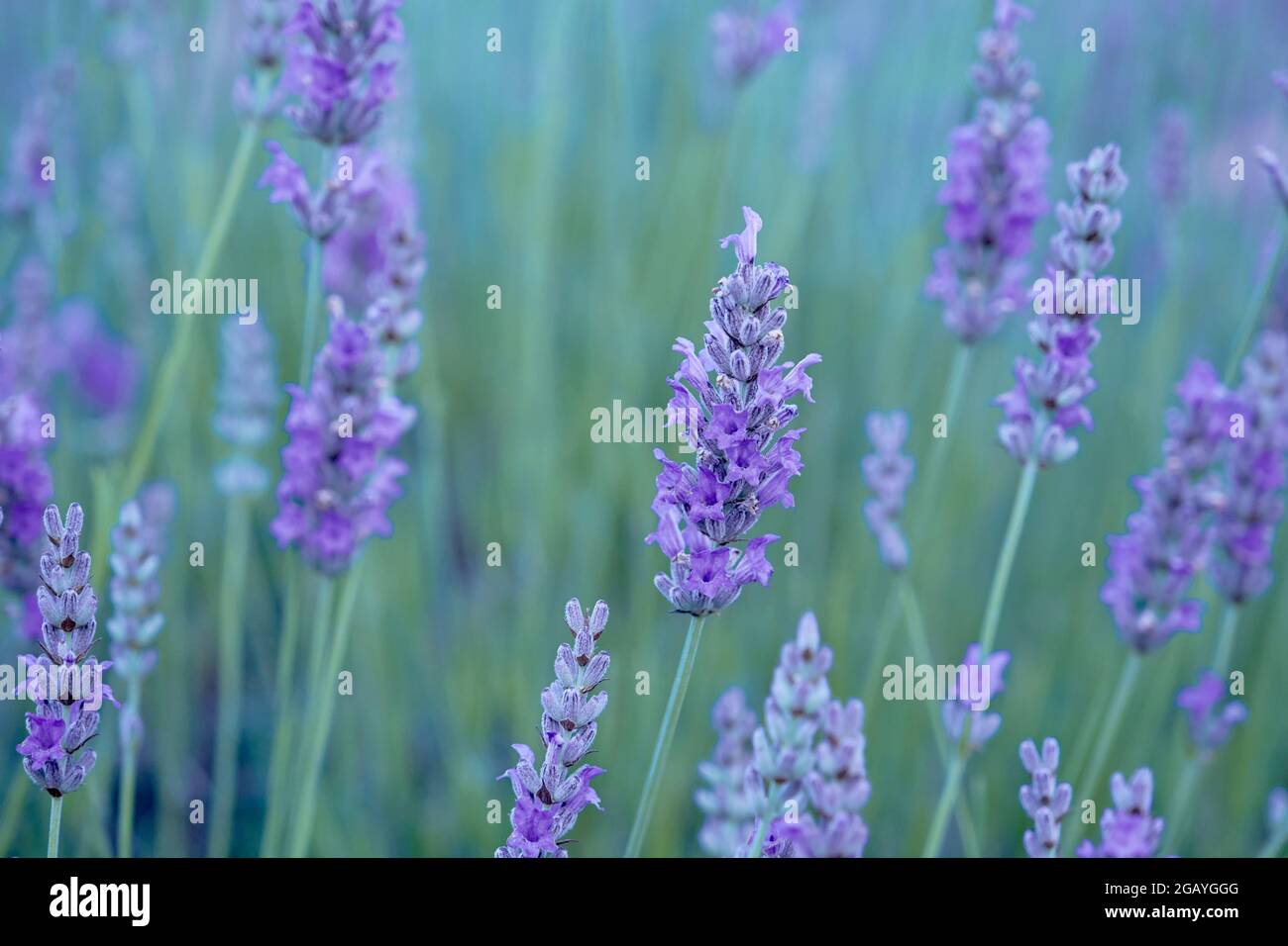 Lavanda angustifolia ou jardin lavande fleurs pourpres floraison Banque D'Images