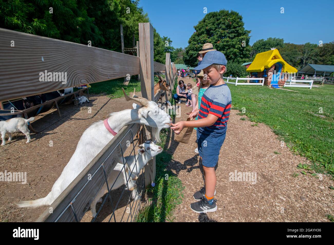 Un jeune garçon nourrit une chèvre dans une ferme familiale de petting dans le comté de Howard, Maryland, États-Unis Banque D'Images