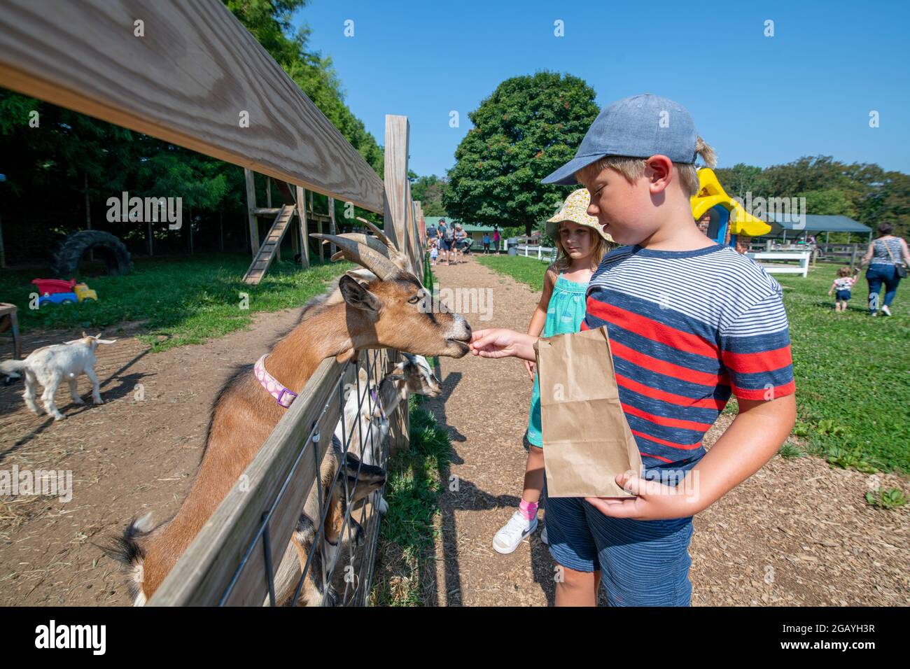 Un jeune garçon nourrit une chèvre dans une ferme familiale de petting dans le comté de Howard, Maryland, États-Unis Banque D'Images