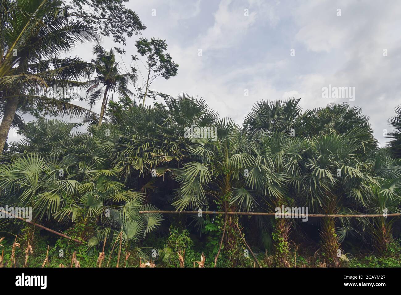 Feuilles de palmier Banque D'Images