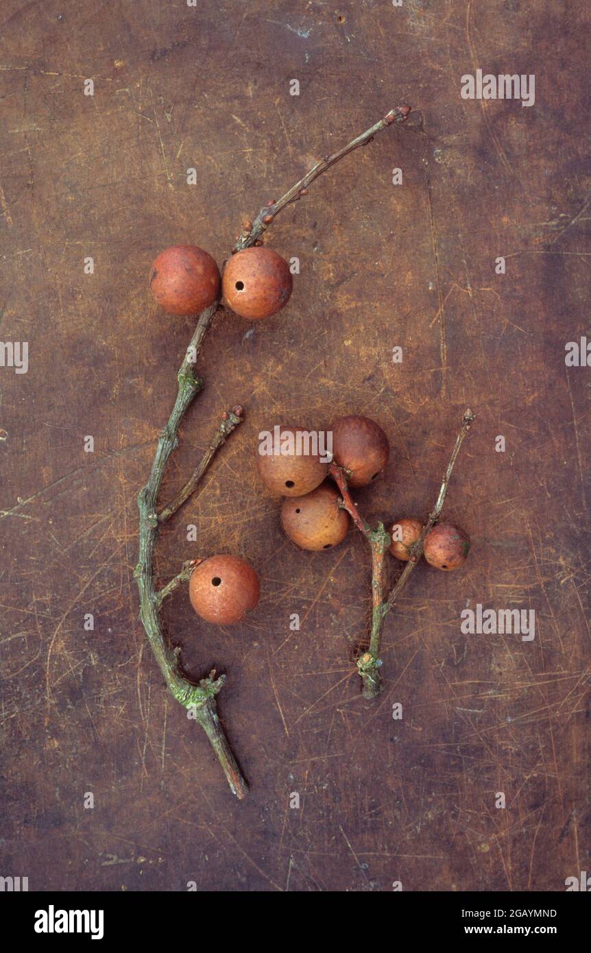 Deux branches de chêne anglais ou de Quercus robur portant des pommes de chêne brun sèches sur du cuir éraflé Banque D'Images