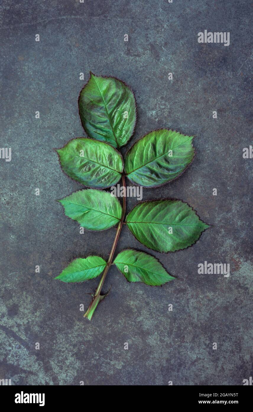 Feuille de rose verte de printemps fraîche sur du métal terni Banque D'Images