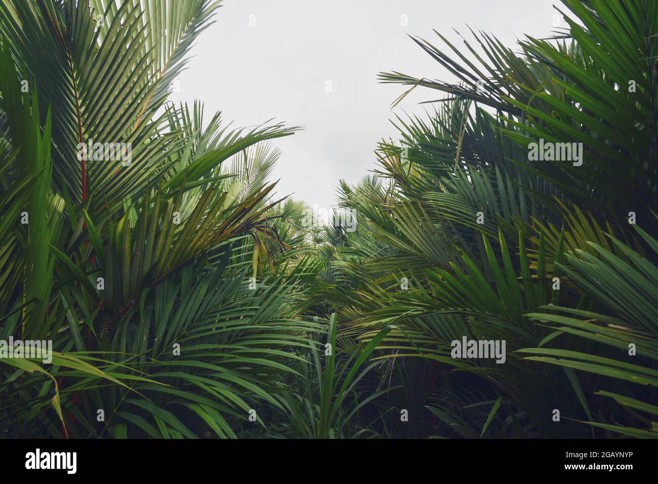 Feuilles de palmier Banque D'Images