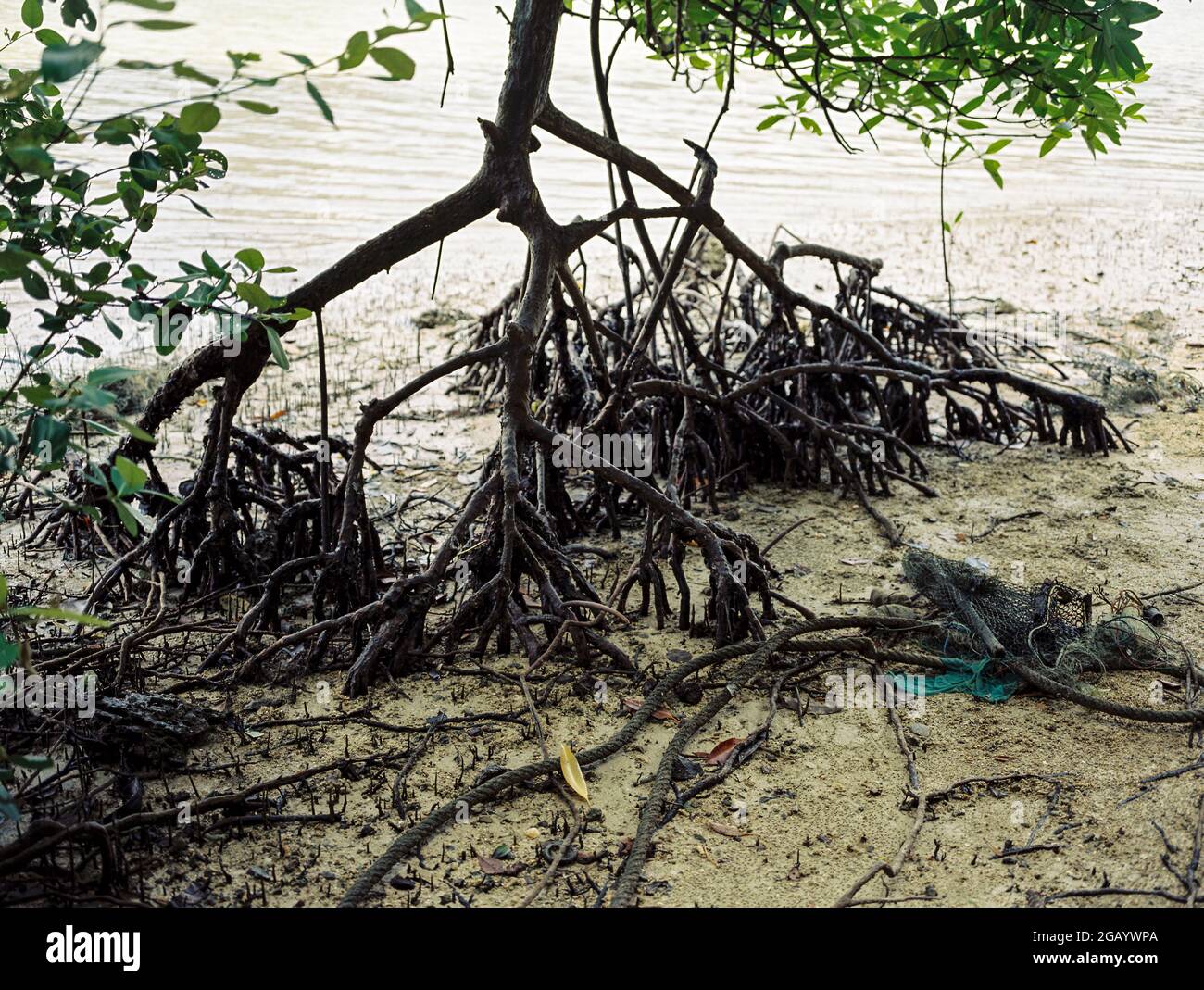Mangroves sur East Railay Beach Krabi Thaïlande. Banque D'Images
