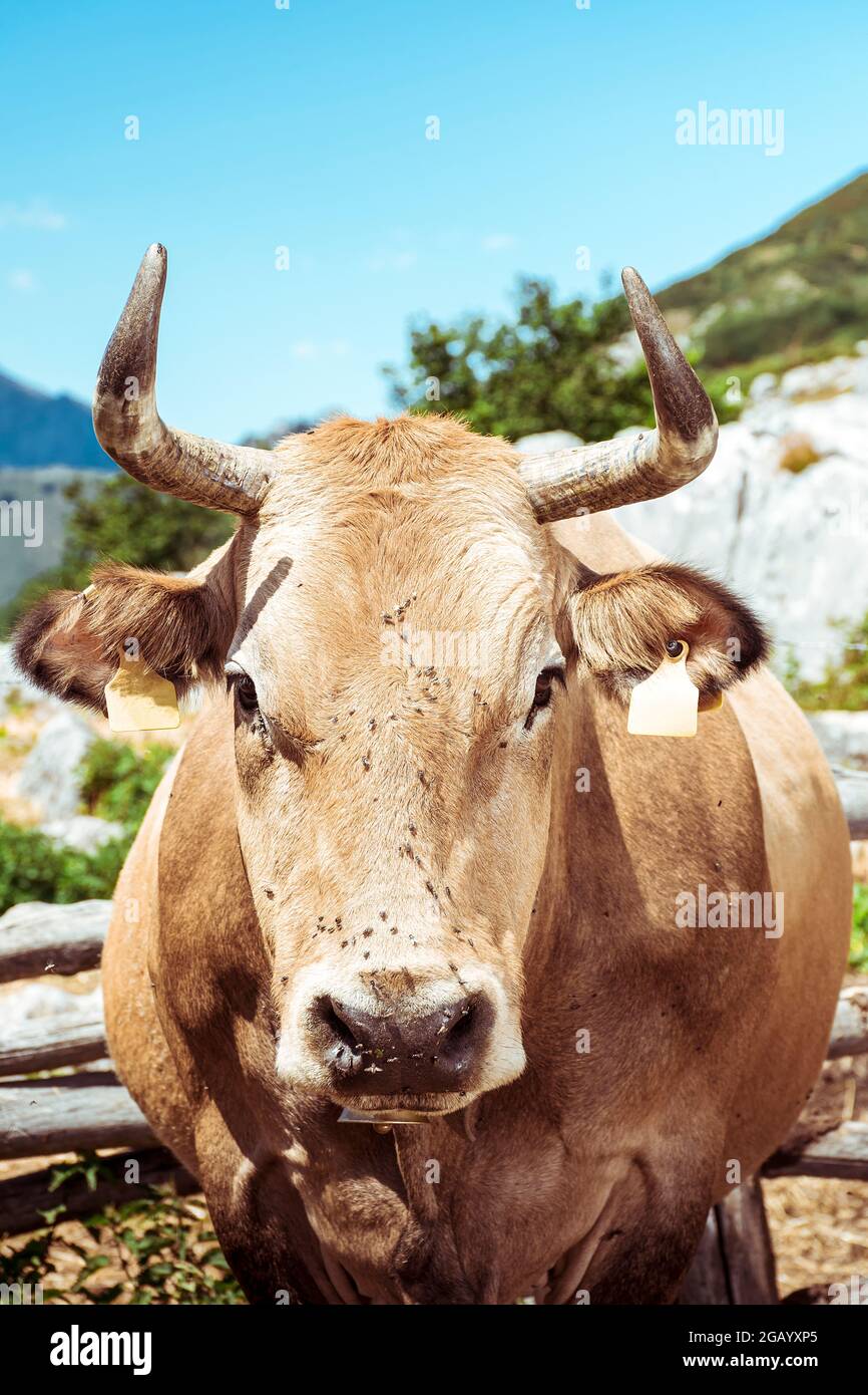 Gros plan d'une vache typique des Asturies. La photo est prise par un jour ensoleillé dans la braña du port asturien de San Isidro en Espagne. La photo est prise en ver Banque D'Images