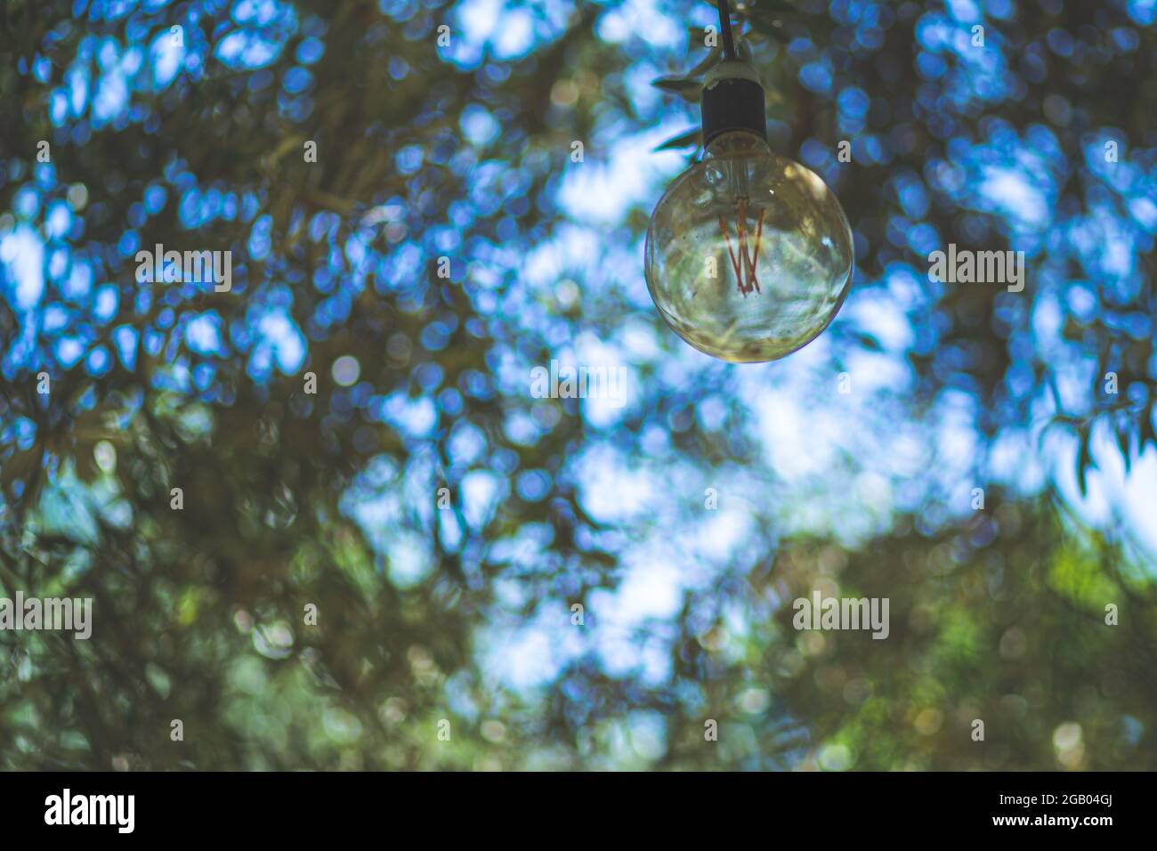 Lampe à ampoule isolée sur une branche d'arbre sur une scène ensoleillée extérieure Banque D'Images