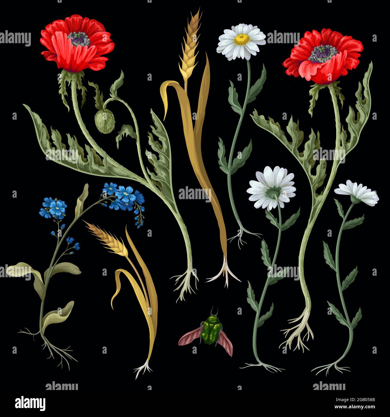 Fleurs botaniques telles que les coquelicots, camomille, oreille de blé isolée Illustration de Vecteur