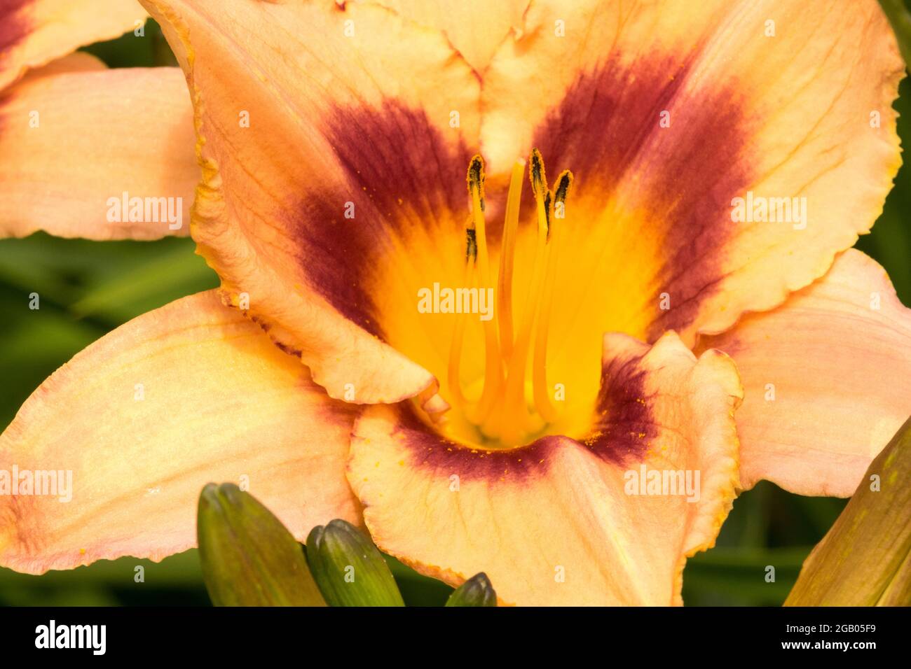 Daylily Hemerocallis 'Royalty' Daylilas fleur crémeuse de la gorge Banque D'Images