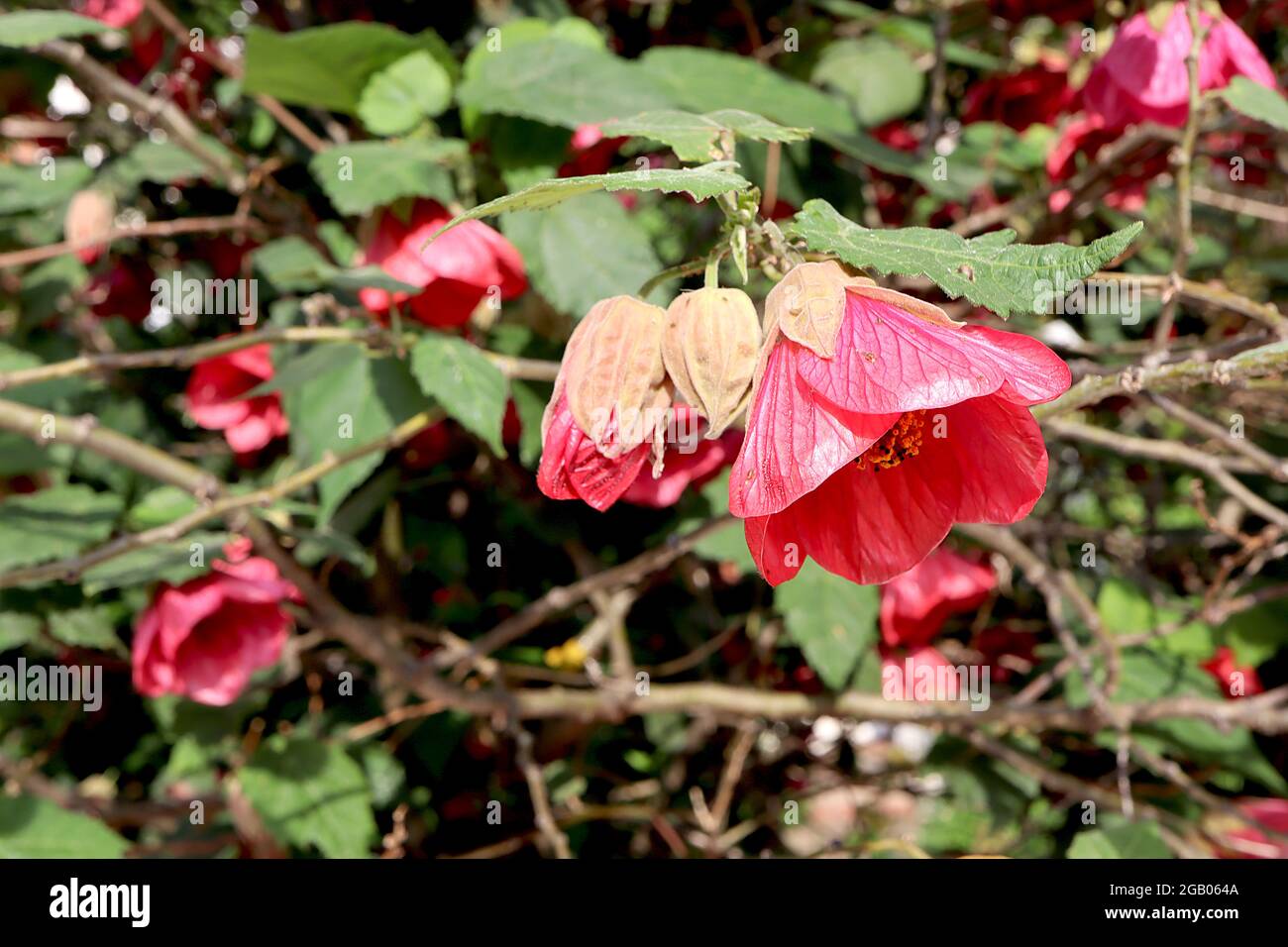 Aphrodite, lanterne chinoise Aphrodite – fleurs en forme de cloche rose foncé et feuilles ressemblant à de l’érable, juin, Angleterre, Royaume-Uni Banque D'Images
