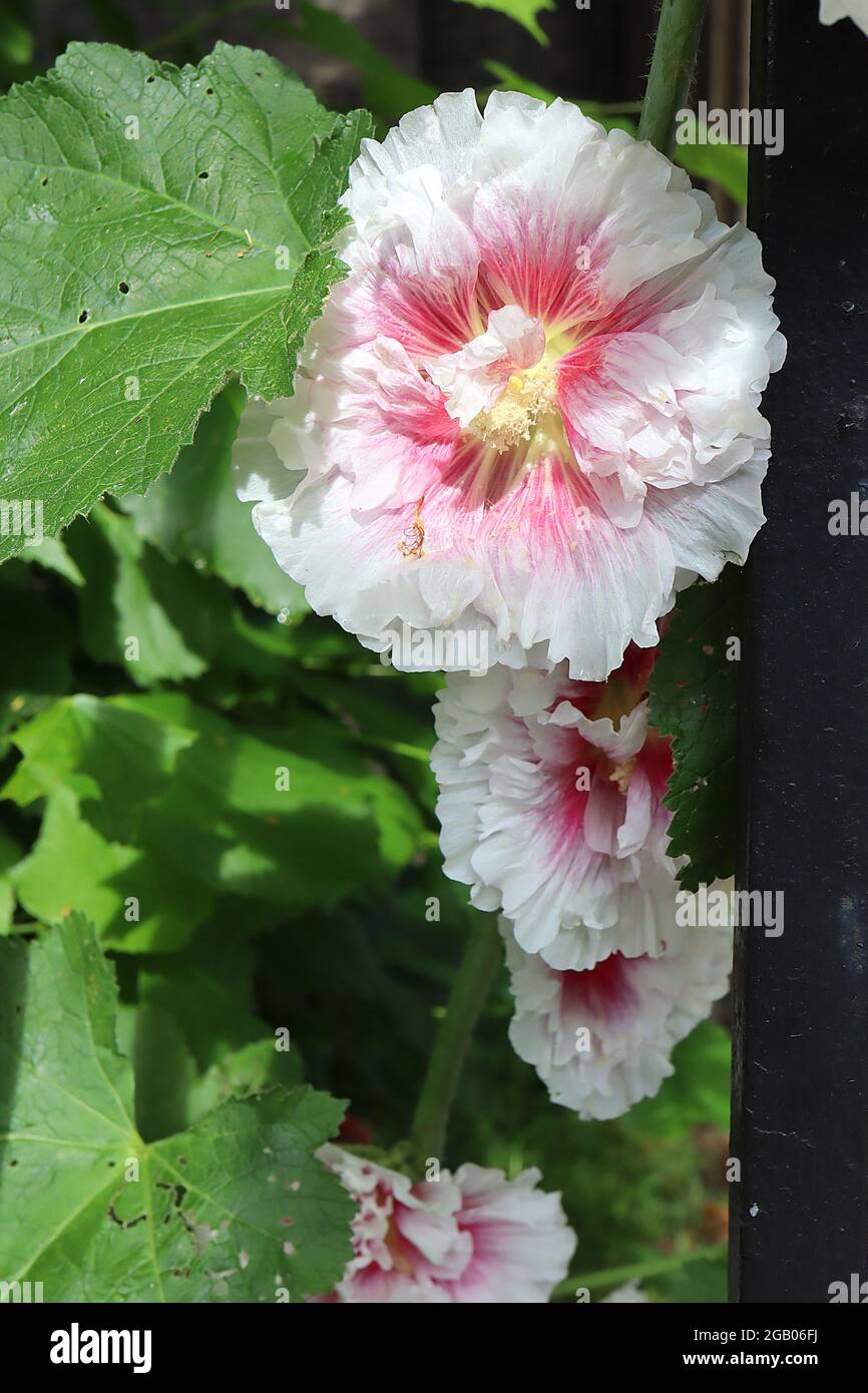 Alcea rosea Hollyhock - fleurs blanches en forme d'entonnoir semi-double avec halo rose et pétales de rose froissés, juin, Angleterre, Royaume-Uni Banque D'Images