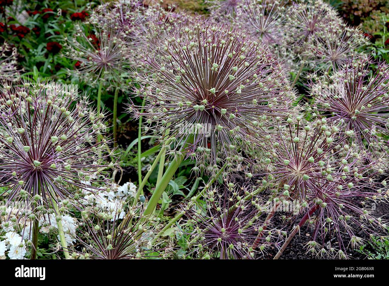 Allium x christophii ‘Purple Rain’ Allium Purple Rain - ombel sphérique de fleurs étroites en forme d'étoile pourpre sur tige haute, juin, Angleterre, Royaume-Uni Banque D'Images