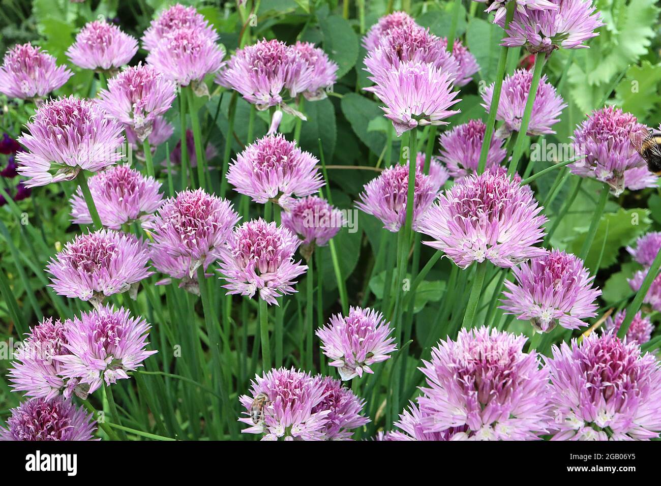 Fleurs roses violettes Banque de photographies et d'images à haute  résolution - Alamy